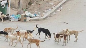 كلب مسعور يهاجم قرية فى أسوان يسفر عن إصابات