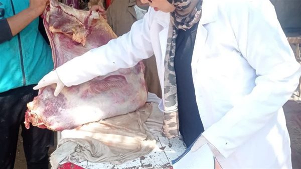 ضبط 16 طنا و 350 كجم لحوم ودواجن وأسماك فاسدة بالشرقية ضبط 16 طنا و 350 كجم لحوم ودواجن وأسماك فاسدة بالشرقية