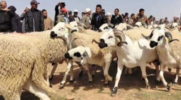 أول استيراد منذ 33 عاما.. باخرة مواشي تصل الجزائر استعدادا للأضحى