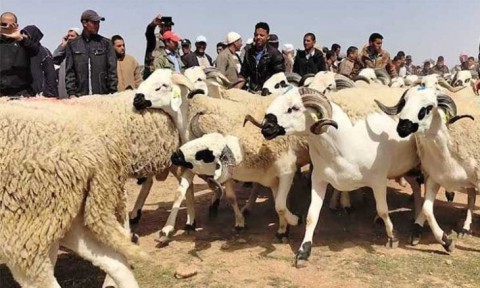 أول استيراد منذ 33 عاما.. باخرة مواشي تصل الجزائر استعدادا للأضحى أول استيراد منذ 33 عاما.. باخرة مواشي تصل الجزائر استعدادا للأضحى