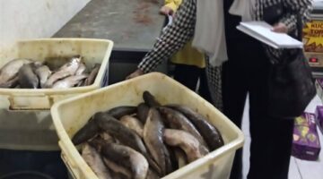 تموين الجيزة تضبط 1.3 طن فسيخ ورنجة فاسدة.. وتحرر 79 محضرًا| صور