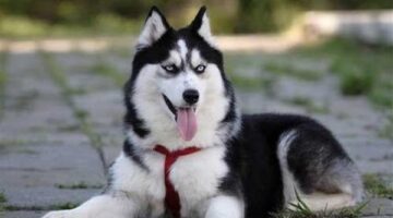 تفاصيل واقعة وفاة الكلب "هاكسي" بطنطا.. ورد الطب البيطري