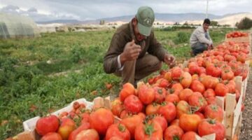 الحكومة: 2.7 مليون طن إجمالي الصادرات الزراعية في الربع الأول من 2025 