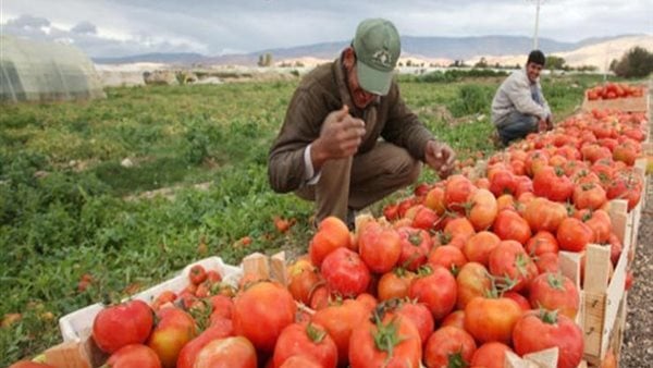 الحكومة: 2.7 مليون طن إجمالي الصادرات الزراعية في الربع الأول من 2025 