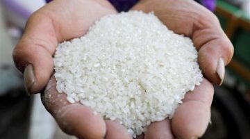 صادرات الأرز التايلاندي تتراجع بنسبة 30% في الربع الأول من 2025
