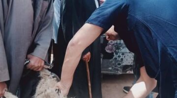 الكشف على 1500 حالة  بقافلة بيطرية مجانية لجامعة المنوفية بقرية البتانون