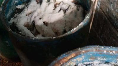 ضبط 20 طن رنجة وأسماك مدخنة غير صالحة للاستهلاك الآدمي وبدون فواتير بالشرقية