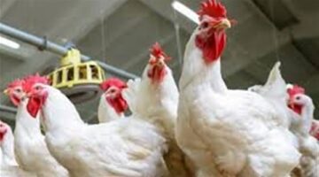أسعار الدواجن في مصر اليوم الإثنين