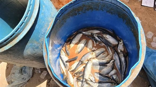 خلال احتفالات شم النسيم.. ضبط أسماك ورنجة فاسدة بمركزي الشهداء ومنوف خلال احتفالات شم النسيم.. ضبط أسماك ورنجة فاسدة بمركزي الشهداء ومنوف