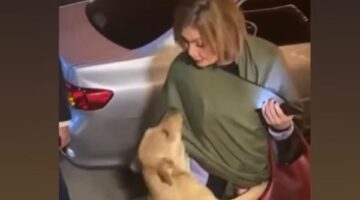 يسرا تداعب كلاب الشوارع: مفيش أحلى من البني آدم اللي في قلبه رحمة