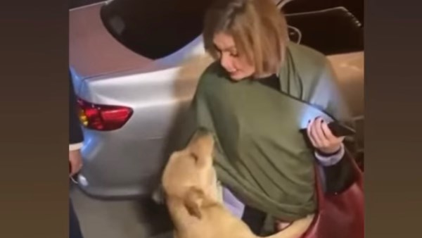 يسرا تداعب كلاب الشوارع: مفيش أحلى من البني آدم اللي في قلبه رحمة يسرا تداعب كلاب الشوارع: مفيش أحلى من البني آدم اللي في قلبه رحمة