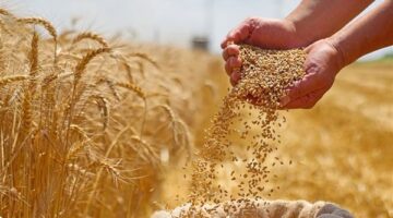 التموين تخطط لاستيراد ملايين الأطنان من القمح
