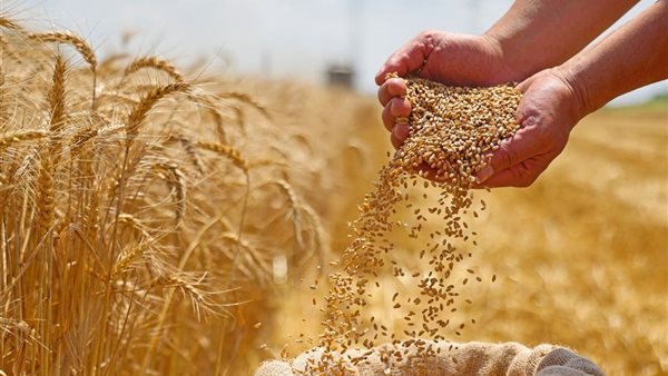 التموين تخطط لاستيراد ملايين الأطنان من القمح التموين تخطط لاستيراد ملايين الأطنان من القمح