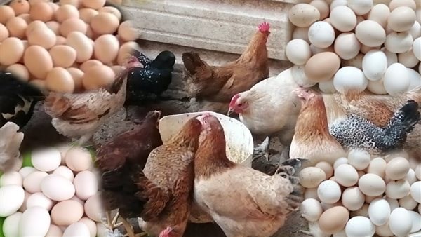 نزلت تانى.. مفاجأة في أسعار الدواجن والبانيه اليوم الثلاثاء نزلت تانى.. مفاجأة في أسعار الدواجن والبانيه اليوم الثلاثاء