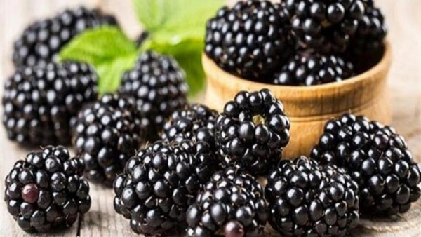فوائد صحية غير متوقعة.. ماذا يحدث لجسمك عند تناول التوت الأسود؟ فوائد صحية غير متوقعة.. ماذا يحدث لجسمك عند تناول التوت الأسود؟