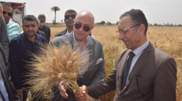 بني سويف تطلق موسم حصاد القمح بـ 108 آلاف فدان وتستهدف الاكتفاء الذاتي