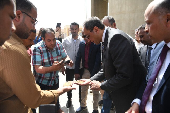 قنا تبدأ حصاد «الذهب الأصفر».. المحافظ يطلق إشارة البدء من دندرة قنا تبدأ حصاد «الذهب الأصفر».. المحافظ يطلق إشارة البدء من دندرة