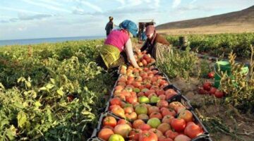500 ألف طن بطاطس.. طفرة في صادرات مصر الزراعية خلال 2025