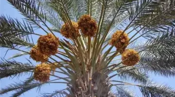 فيديو لمسجد تحت الإنشاء لجمع التبرعات.. التحريات تكشف تفاصيل جديدة في واقعة عصابة ازرع نخلة