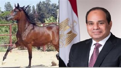 تحت إشراف توجيهات الرئيس السيسي.. تنظيم بطولة “أصيل” للخيول العربية المصرية تحت إشراف توجيهات الرئيس السيسي.. تنظيم بطولة “أصيل” للخيول العربية المصرية