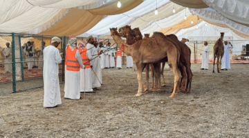 انطلاقُ مهرجان مزاينة الحيران الرابع بولاية ينقل