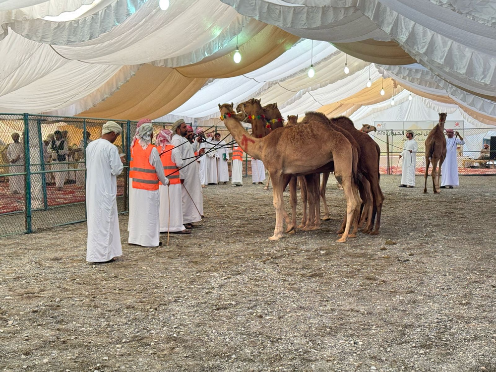 انطلاقُ مهرجان مزاينة الحيران الرابع بولاية ينقل