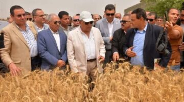 محافظ الدقهلية يطلق موسم حصاد القمح من السنبلاوين