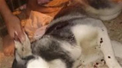 اخلاء سبيل الطبيب البيطرى صاحب واقعة "الكلب الهاسكى" بالغربية اخلاء سبيل الطبيب البيطرى صاحب واقعة "الكلب الهاسكى" بالغربية