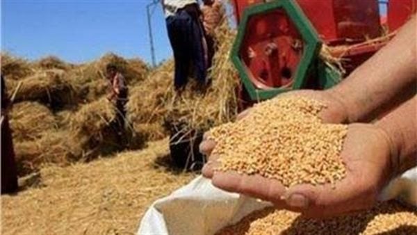 توريد 5466 طن قمح محلي بالدقهلية منذ بداية الموسم توريد 5466 طن قمح محلي بالدقهلية منذ بداية الموسم
