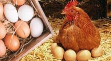 أسعار الدواجن اليوم الخميس بالأسواق.. ومفاجأة فى ثمن البانيه
