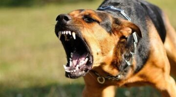 تشكيل لجنة فنية مركزية لمجابهة الحيوانات الضالة الخطرة على الإنسان أو الحيوان