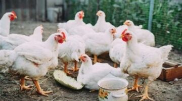 بالبورصة والأسواق.. أسعار الفراخ البيضاء اليوم الخميس 24 أبريل