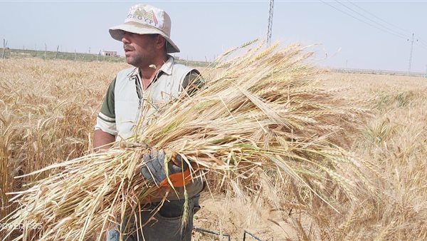 انطلاق موسم حصاد القمح بمحافظة الدقهلية انطلاق موسم حصاد القمح بمحافظة الدقهلية