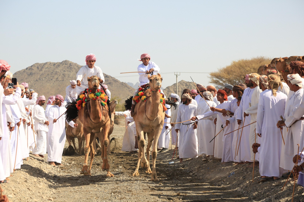 تنظيم سباق لعرضة الهجن ضمن فعاليات مهرجان مزاينة ينقل تنظيم سباق لعرضة الهجن ضمن فعاليات مهرجان مزاينة ينقل