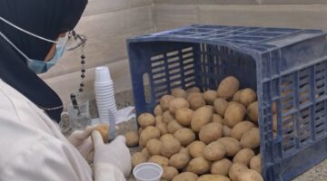 620 ألف فدان.. الزراعة تتابع عمليات حصاد البطاطس في المناطق الخالية من العفن البني