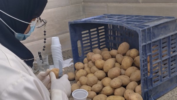 620 ألف فدان.. الزراعة تتابع عمليات حصاد البطاطس في المناطق الخالية من العفن البني 620 ألف فدان.. الزراعة تتابع عمليات حصاد البطاطس في المناطق الخالية من العفن البني