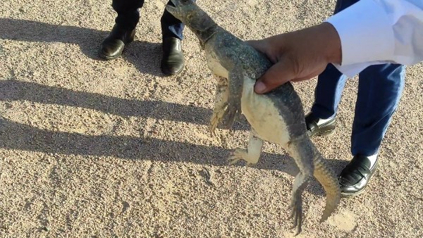 أخبار جنوب سيناء| إنقاذ ضب سيناوي من الصيد بالطور.. ودلافين دهب تلعب وتتراقص وتبهر السياح أخبار جنوب سيناء| إنقاذ ضب سيناوي من الصيد بالطور.. ودلافين دهب تلعب وتتراقص وتبهر السياح