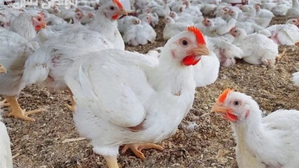 أسعار الدواجن والبيض في أسواق الوادي الجديد اليوم الجمعه أسعار الدواجن والبيض في أسواق الوادي الجديد اليوم الجمعه