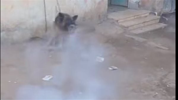 شباب يتخلصون من كلب ضال بعد عقره 4 أشخاص في ملوي بالمنيا شباب يتخلصون من كلب ضال بعد عقره 4 أشخاص في ملوي بالمنيا