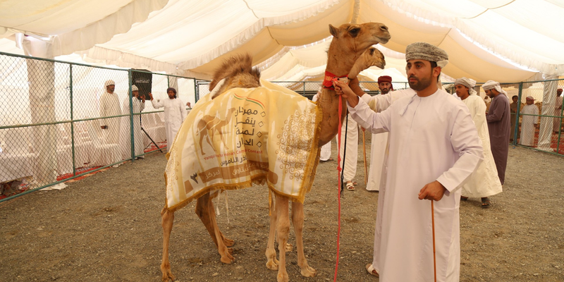 بدء منافسات المزاينة ضمن مهرجان مزاينة الحيران بولاية ينقل بدء منافسات المزاينة ضمن مهرجان مزاينة الحيران بولاية ينقل