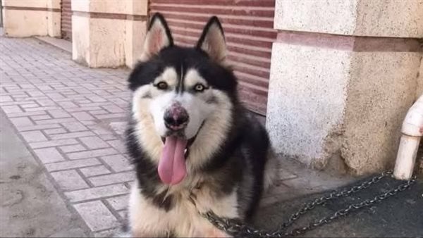 اعترافات الطبيب البيطري المتهم بالتخلص من كلب الغربية: أعطيته حقنة مهدئة ولم أقصد قتله اعترافات الطبيب البيطري المتهم بالتخلص من كلب الغربية: أعطيته حقنة مهدئة ولم أقصد قتله