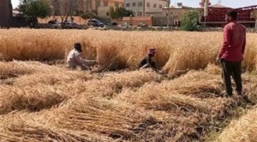 إرتفاع أسعار التبن بسبب التصدير.. ونقيب الفلاحين يحذر