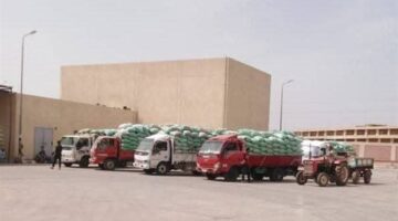 صوامع المنيا تستقبل أكثر من 44 ألف طن من القمح بموسم الحصاد