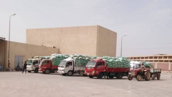 استقبال 44 ألف طن من القمح في شون وصوامع المنيا استقبال 44 ألف طن من القمح في شون وصوامع المنيا