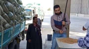 حصاد وفير في المنيا: صوامع المحافظة تستقبل 44 ألف طن قمح حتى الآن