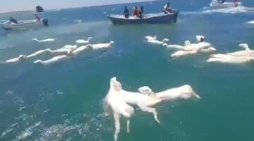 بالفيديو.. آلاف الأغنام تسبح في البحر بعد انقلاب سفينة قرابة سواحل عدن&nbsp;