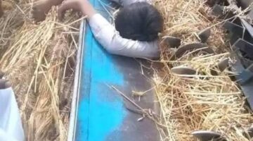 ماكينة حصاد قمح تلتهم مزارعًا في كفر الشيخ
