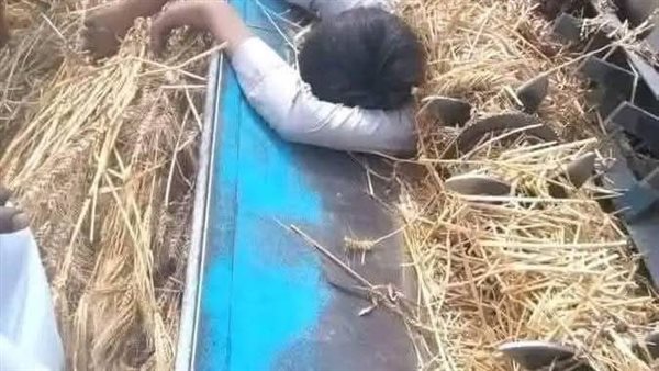 ماكينة حصاد قمح تلتهم مزارعًا في كفر الشيخ ماكينة حصاد قمح تلتهم مزارعًا في كفر الشيخ