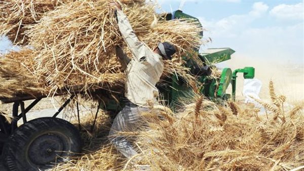 بعد شاب الشرقية.. مصرع مسن بعد سقوطه في حصادة القمح بكفر الشيخ بعد شاب الشرقية.. مصرع مسن بعد سقوطه في حصادة القمح بكفر الشيخ