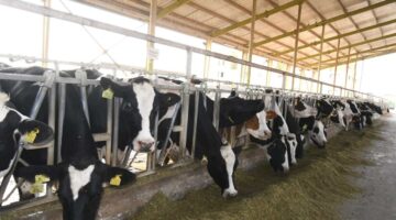 تنمية الثروة الحيوانية.. 3 مشروعات لزيادة إنتاج اللحوم الحمراء